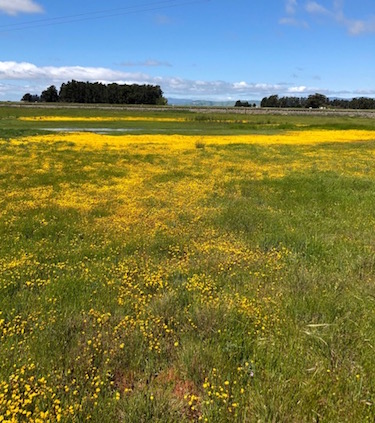 GOLDFIELDS - Oaktown Native Plant Nursery