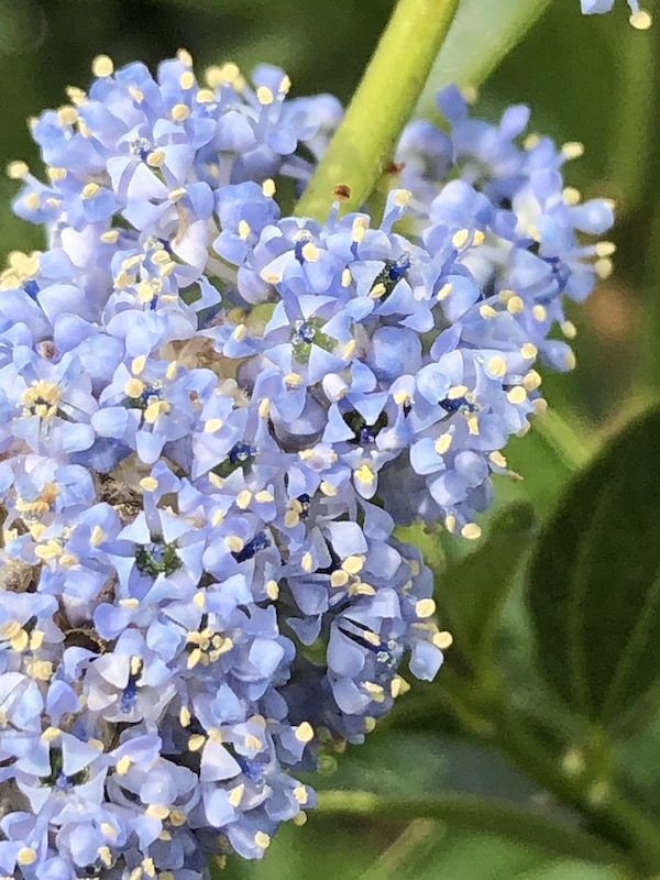 Pañalera Blossom Blue - Minicoton