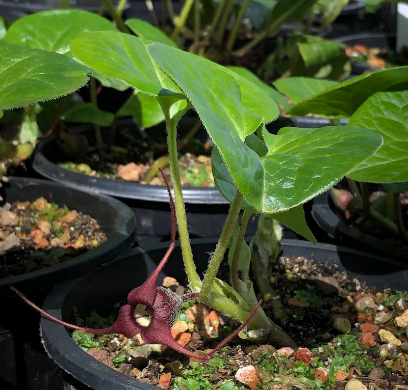 WILD GINGER Oaktown Native Plant Nursery