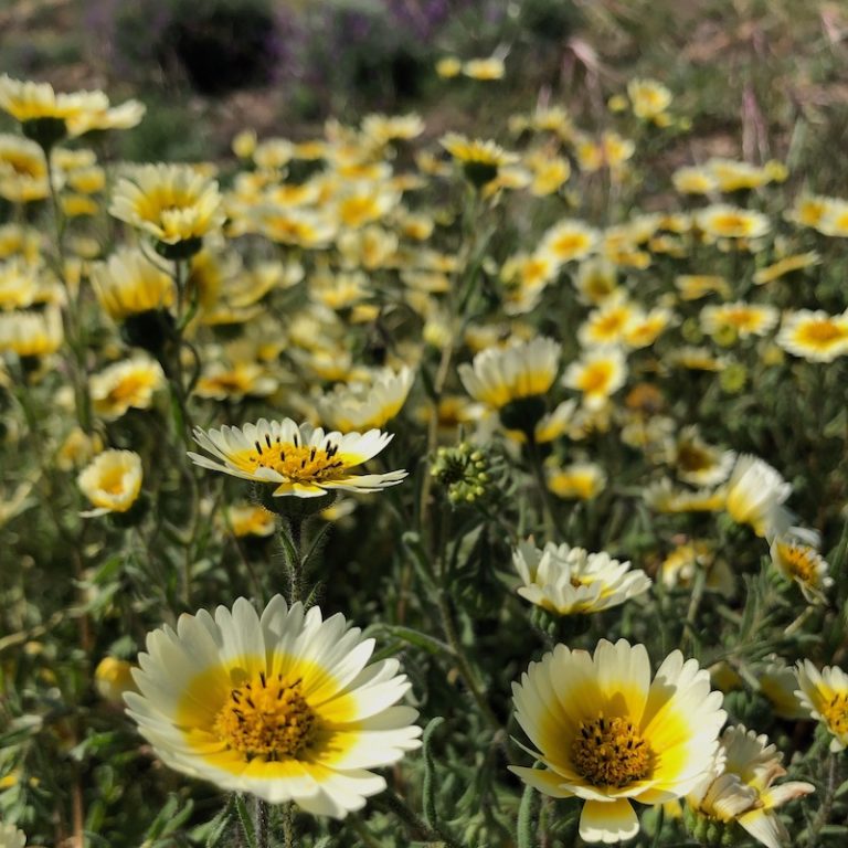 Home Slider Oaktown Native Plant Nursery