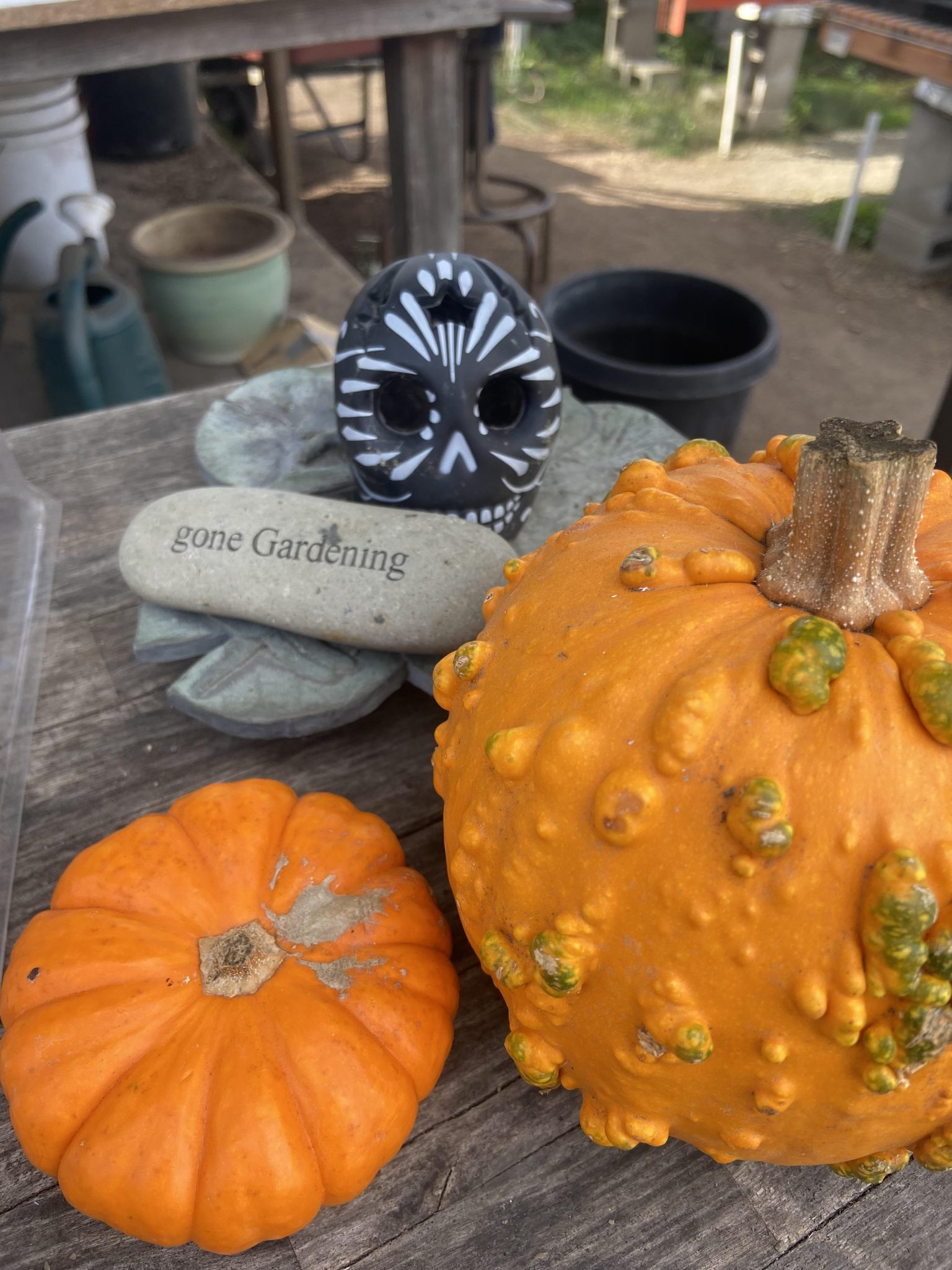 Home Slider Oaktown Native Plant Nursery